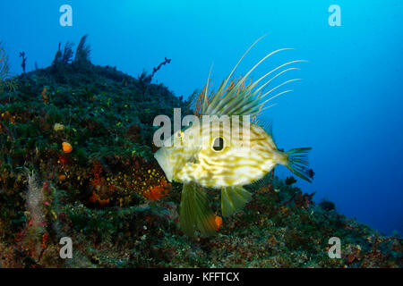 John Dory, Zeus faber, mer Adriatique, mer Méditerranée, île de Brac, Croatie Banque D'Images