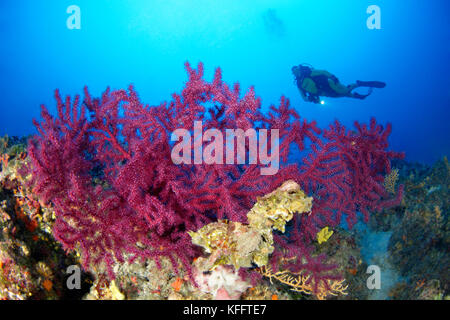 Fouet de mer Violescent, Paramuricea clavata, récif corallien et plongée sous-marine, mer Adriatique, mer Méditerranée, île de Brac, Dalmatie, Croatie Banque D'Images