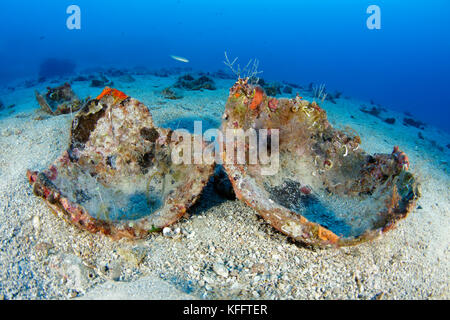 Morceaux d'apmphora, mer Adriatique, mer méditerranée, tatinja Bay, île de Hvar, Dalmatie, Croatie Banque D'Images