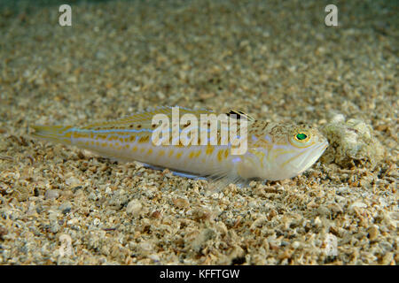 Grand poisson de houiller, Trachinus draco, mer Adriatique, mer Méditerranée, Selce, Golfe de Kvaner, Croatie Banque D'Images