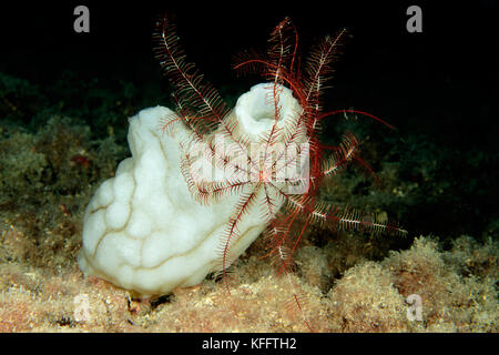 Étoile à plumes méditerranéennes et gicleur de mer blanche, Antedon mediterranea, Phallusia mammilata, mer Adriatique, mer Méditerranée, Golfe de Kvaner, Croatie Banque D'Images