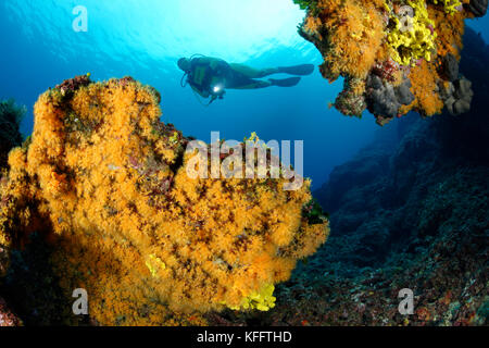 Anémone en croûte jaune, Parazoanthus axinellae, récif coralreef et plongée sous-marine, mer Adriatique, mer Méditerranée, Selce, golfe de Kvaner, Croatie Banque D'Images