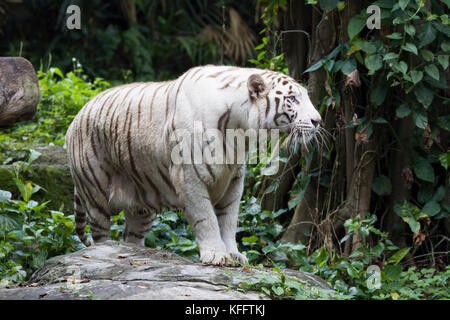 Tigre du Bengale - forme blanche Panthera tigris Zoo de Singapour MA003500 Banque D'Images