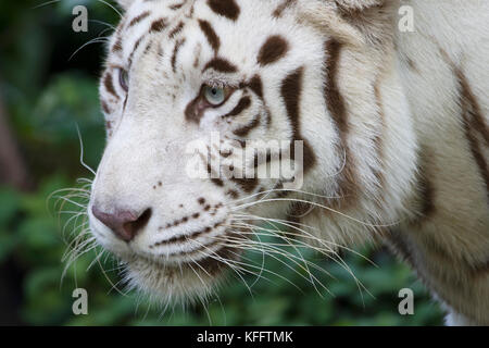 Tigre du Bengale - forme blanche Panthera tigris Zoo de Singapour MA003502 Banque D'Images