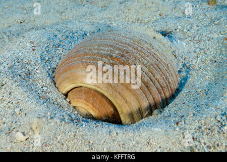 Tun géant shell, tonna galea, mer Adriatique, mer méditerranée, île de Lastovo, Dalmatie, Croatie Banque D'Images