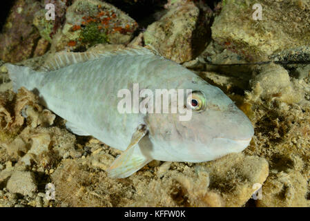 Perroquet sparisoma cretense, Méditerranée, mer Adriatique, mer méditerranée, île de Lastovo, Dalmatie, Croatie Banque D'Images