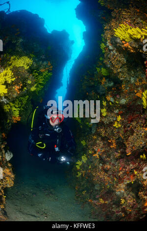 Aplysina aerophoba, éponge d'or, récifs coralliens et scuba diver en canyon, mer Adriatique, mer méditerranée, les îles Kornati, Dalmatie, Croatie Banque D'Images