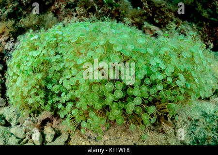 Mémaides wineglass, Acetabularia acetabulum, Mer Adriatique, Mer méditerranée, Sveta Marina, Labin, Istria, Croatie Banque D'Images