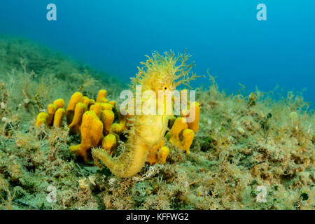 Hippocampe à museau long sur éponge soufrée, hippocampe guttulatus sur Aplysina aerophoba, île de Brac, Dalmatie, mer Adriatique, Croatie Banque D'Images