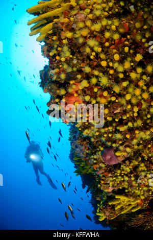 Sunset Cup corail, Leptopsammia pruvoti, Coralreef et plongée sous-marine, mer Adriatique, mer Méditerranée, Kornati, Dalmatie, Croatie Banque D'Images