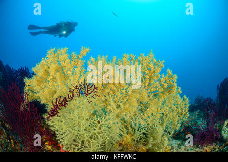 Corail doré, Savalia savaglia et plongée sous-marine, Lastovo, mer Adriatique, mer Méditerranée, Dalmatie, Croatie Banque D'Images