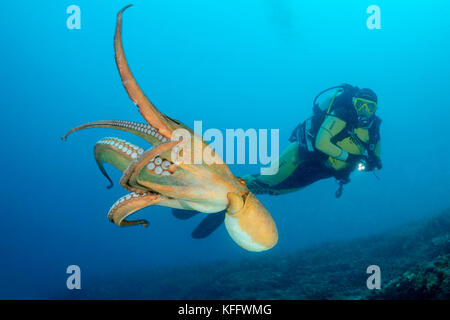 Poulpe commun, Octopus vulgaris et de plongée sous marine, mer Adriatique, mer méditerranée, Kornati, Dalmatie, Croatie Banque D'Images