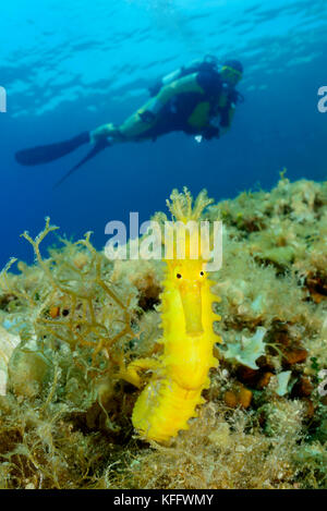 Hippocampe à museau long, hippocampe guttulatus et plongeur sous-marin, île de Brac, Dalmatie, mer Adriatique, mer Méditerranée, Croatie Banque D'Images