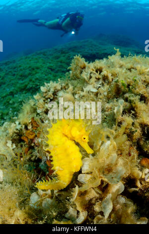 Hippocampe à museau long, hippocampe guttulatus et plongeur sous-marin, île de Brac, Dalmatie, mer Adriatique, mer Méditerranée, Croatie Banque D'Images