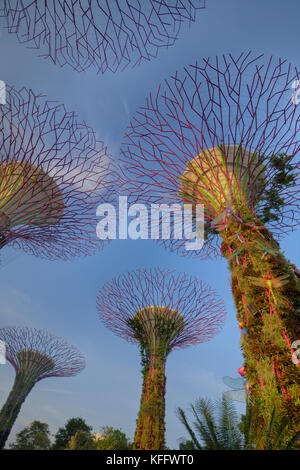 Supertrees Marina Bay Gardens Singapour PLAT000522 Banque D'Images