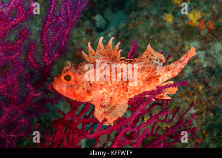 Rascasses rouges, Scorpaena scrofa, récifs coralliens dans la mer Adriatique, Mer Méditerranée, Kornati, Dalmatie, Croatie Banque D'Images