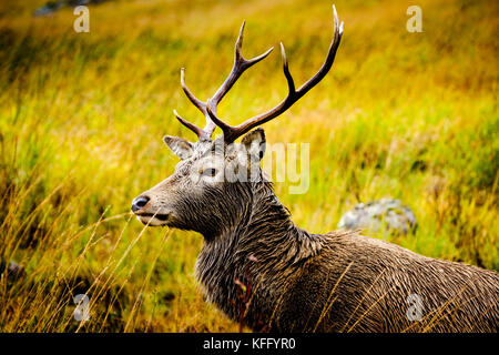 Red Deer stag en glen etive des highlands d'Écosse à la fin de l'automne. Banque D'Images