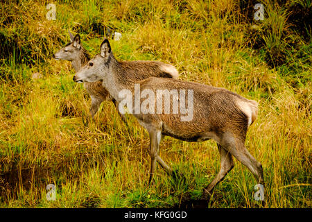 Red Deer hinds à Glen etive des highlands d'Écosse à la fin de l'automne. Banque D'Images