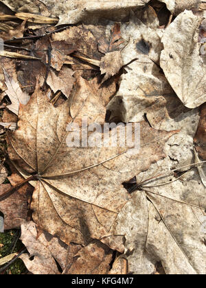 Automne fond brun flétri avec des feuilles sèches sur le sol Banque D'Images