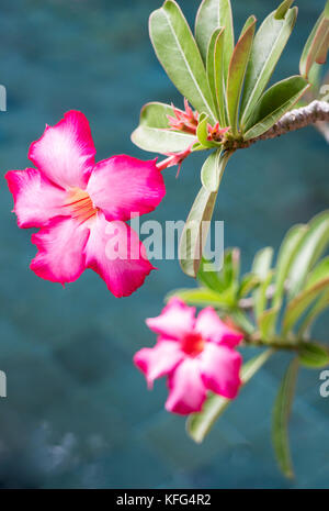 'Apocynacées Adenium obesum" aussi connu sous le nom 'Sabi Star, Kudu, azalée, maquette du Toitskloof & Desert-rose Banque D'Images