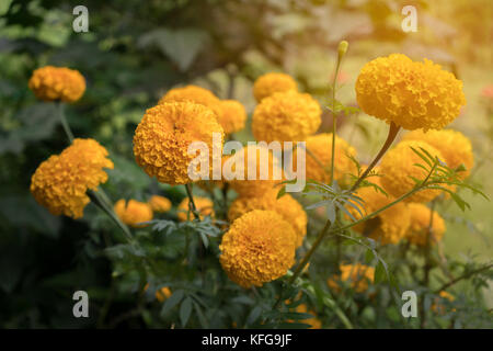 Belles fleurs de souci dans le jardin avec la lumière du soleil Banque D'Images