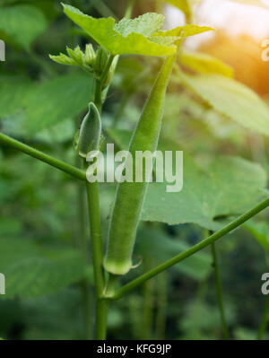 Le gombo est vert jeunes growing on tree Banque D'Images