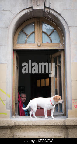 N blanc avec les oreilles marron debout sur la pierre blanche à rebord de fenêtre en bas de la rue avec le propriétaire à la recherche de l'intérieur de chambre à l'ombre vers la rue Banque D'Images