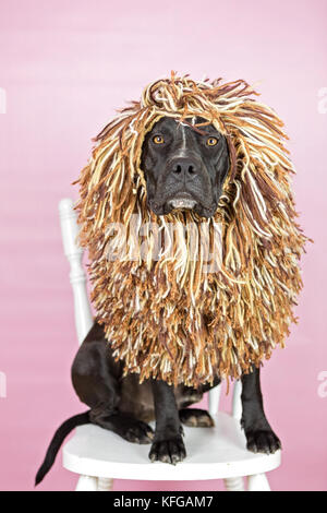 Habillés en costumes de chien Banque D'Images