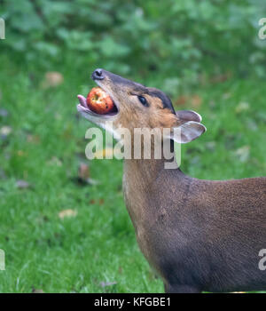 Muntiacus reevesi muntjac également appelé deer barking de manger des pommes d'Aubaine Banque D'Images