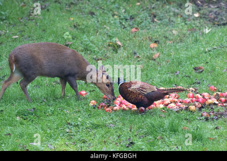 Muntiacus reevesi muntjac également appelé deer barking se nourrissant de pommes d'Aubaine Banque D'Images