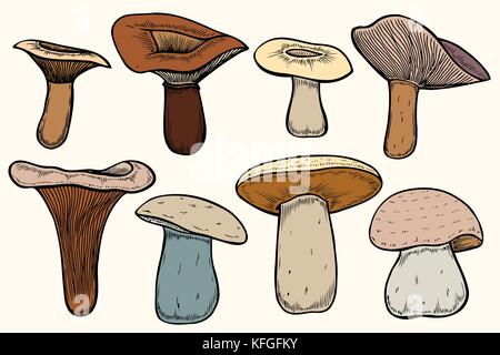 Ensemble de champignons des bois - hand drawn vector croquis colorés. collection de champignons différents avec des racines comestibles et vénéneuses, boletus Illustration de Vecteur