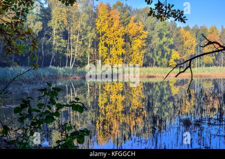 Beau paysage d'automne. étang et arbres colorés dans la forêt. Banque D'Images