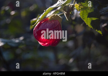 Fleur rouge de prix maple. indian mallow, abutilon dans jardin Banque D'Images