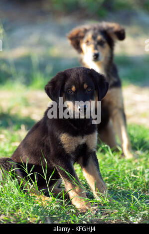 Deux chiots assis à l'extérieur et looking at camera Banque D'Images
