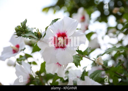 Hibiskus Blüte in weiß Banque D'Images
