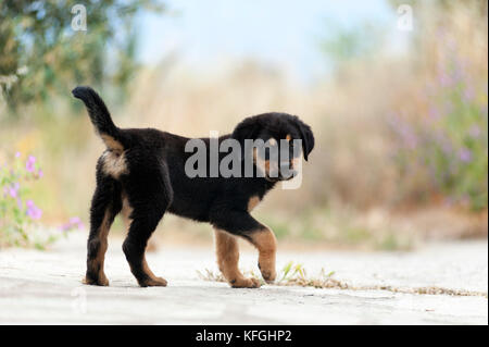 Vue latérale d'un rottweiler puppy outdoors looking at camera Banque D'Images