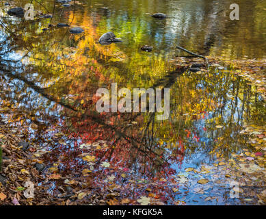 Un collage très coloré de feuilles de l'automne reflète dans l'ondulation de la branche ouest de la rivière Little à Stowe, Vermont Banque D'Images