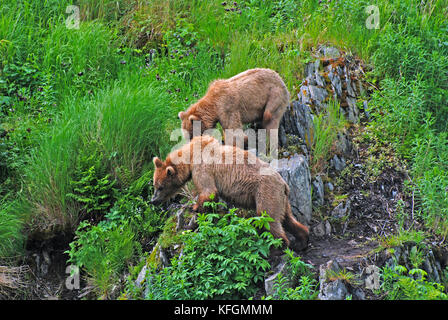 Deux ours kodiak regarder un plus grand mâle sur l'île Kodiak Banque D'Images