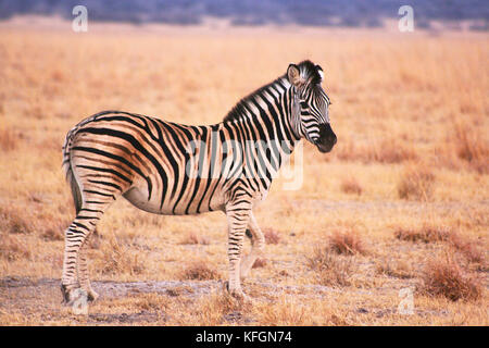 Lone zèbre Des Plaines (Equus burchelli) sur une réserve de chasse au petit matin près de Serowe, Botswana Banque D'Images