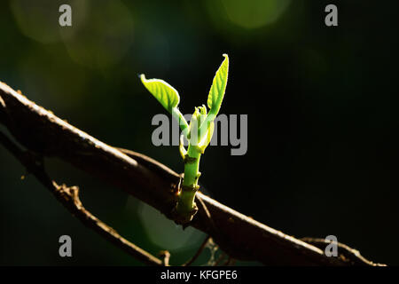 Fermer l'accent sur un petite feuille d'arbre vert sur branche avec lumière du soleil sur les feuilles sur scène sombre clé faible. Banque D'Images