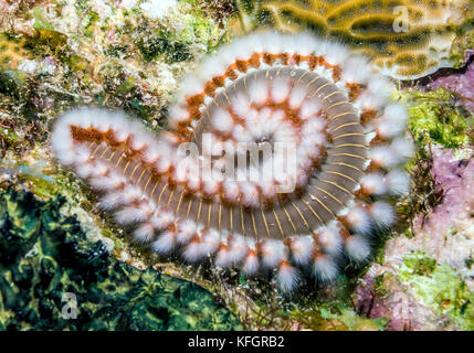 Tordeuse des canneberges, barbu Hermodice carunculata, est un type d'bristleworm marin appartenant à la famille amphinomidae Banque D'Images