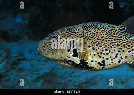 Site poisson-globe (arothron mappa) sous l'eau dans les régions tropicales de récifs coralliens des Maldives Banque D'Images