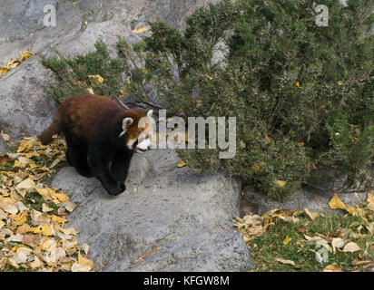 Red panda Zoo de Calgary Banque D'Images