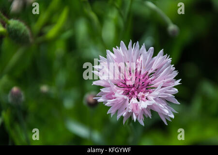 Wild Flower meadow, Inverurie, Ecosse, Royaume-Uni Banque D'Images