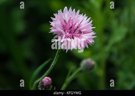 Wild Flower meadow, Inverurie, Ecosse, Royaume-Uni Banque D'Images