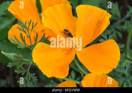 Wild Flower meadow, Inverurie, Ecosse, Royaume-Uni Banque D'Images