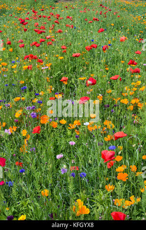 Wild Flower meadow, Inverurie, Ecosse, Royaume-Uni Banque D'Images