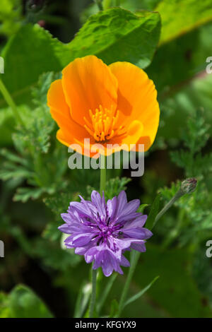 Wild Flower meadow, Inverurie, Ecosse, Royaume-Uni Banque D'Images