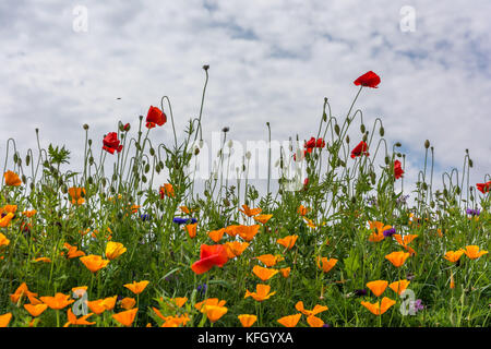 Wild Flower meadow, Inverurie, Ecosse, Royaume-Uni Banque D'Images