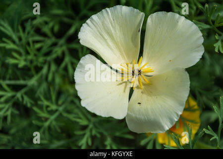 Wild Flower meadow, Inverurie, Ecosse, Royaume-Uni Banque D'Images